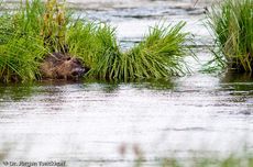 Nutria (25 von 25).jpg